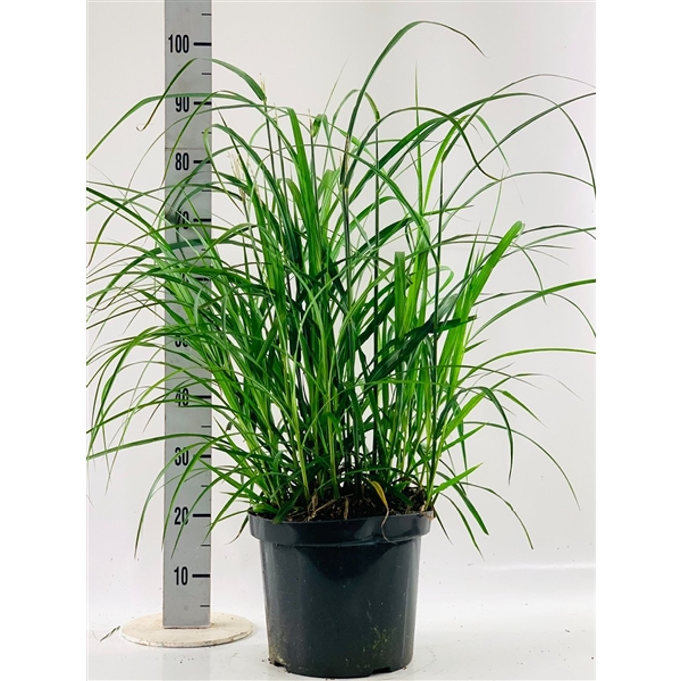 Glansmiskantus – Miscanthus sinensis 'Korea' - C10